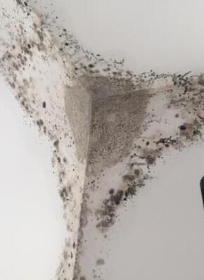 墻面發(fā)霉現(xiàn)象 墻面發(fā)霉現(xiàn)象