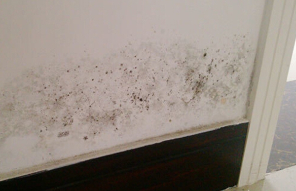 墻面發(fā)霉 墻面發(fā)霉